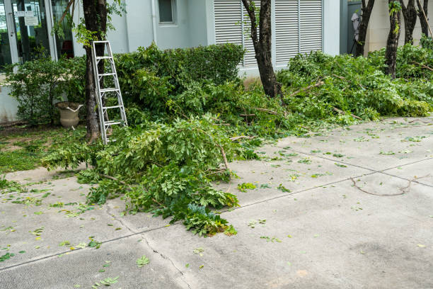 Best Tree Health Inspection  in Tehachapi, CA