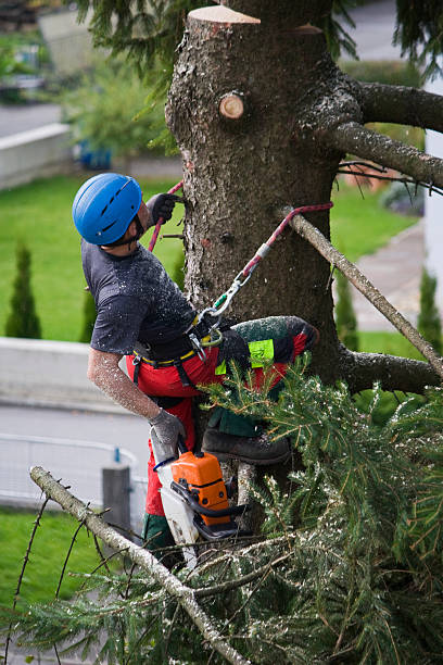 Best Organic Lawn Care Solutions  in Tehachapi, CA