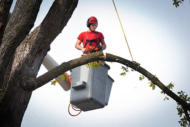Best Tree Maintenance Programs  in Tehachapi, CA