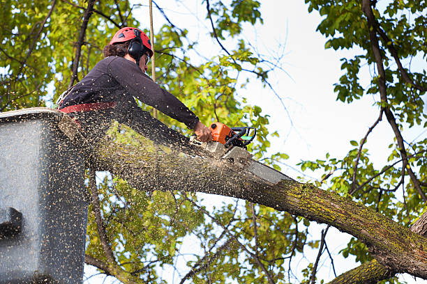 Best Aeration Services  in Tehachapi, CA